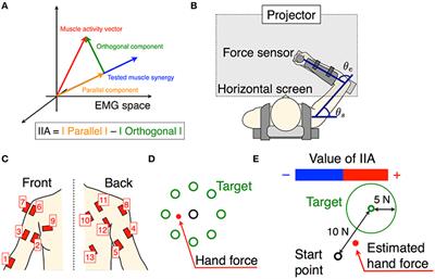 Empirical Evaluation of Voluntarily Activatable Muscle Synergies